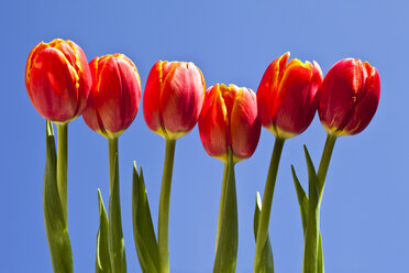 Tulpen in einer Reihe (Tulipa), Nahaufnahme - MAEF01730