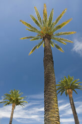 Neuseeland, Napier, Palmen mit blauem Himmel, tiefer Blickwinkel - SHF00382