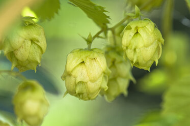 Austria, Salzburger Land, Hop, (Humulus lupulus), close up - HHF02890