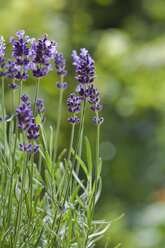 Österreich, Salzburger Land, Lavendel (Lavandula angustifolia), Nahaufnahme - HHF02884