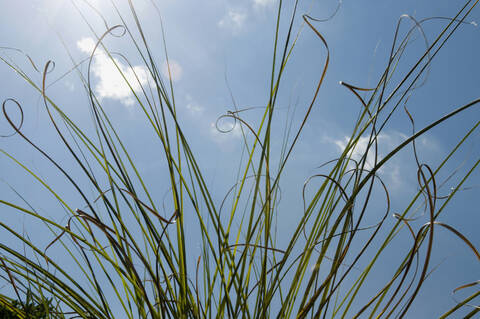 Frankreich, Elsass, Gras gegen blauen Himmel, lizenzfreies Stockfoto