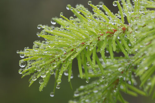 USA, Oregon, Dew drops on twig, close-up - RUEF00207