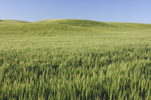 USA, Bundesstaat Washington, Palouse, Feldlandschaft - RUEF00203