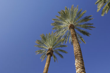 USA, Nevada, Las Vegas, Palm trees against blue sky, low angle view - RUEF00200