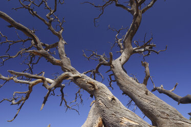 USA, Utah, Alter Baum gegen blauen Himmel, niedrige Winkelansicht, Nahaufnahme - RUEF00198