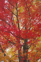 USA, New Hampshire, Maple trees ((Acer spec.) in autumn - RUEF00185