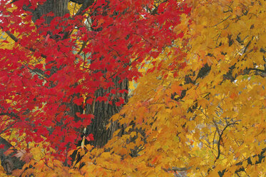 USA, New Hampshire, Ahornbäume ((Acer spec.) im Herbst - RUEF00184