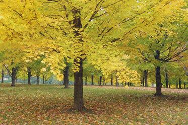 USA, Vermont, Ahornbäume im Herbst - RUEF00183