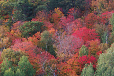 Kanada, Ontario, Wald im Herbst, Blick von oben - RUEF00182