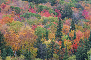 Kanada, Ontario, Wald im Herbst, Blick von oben - RUEF00181