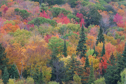 Kanada, Ontario, Wald im Herbst, Blick von oben - RUEF00181