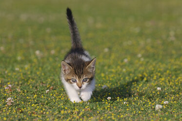 Germany, Bavaria, Kitten playing in meadow - RUEF00162