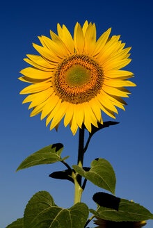 France, Provence, Rognes, Sunflower, close up - PSF00231