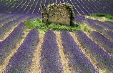 Frankreich, Provence, Valensole, Lavendelfeld und Steinhaus - PSF00229