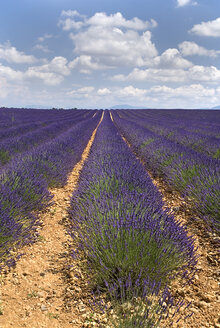 Frankreich, Provence, Valensole, Lavendelfelder - PSF00228