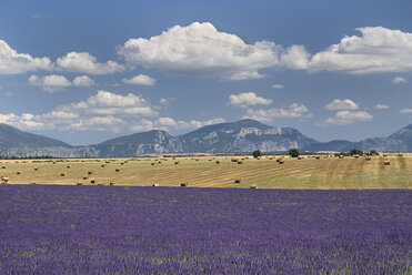 Frankreich, Provence, Lavendelfelder - PSF00227