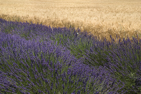 Frankreich, Provence, Lavendelfeld - PSF00226
