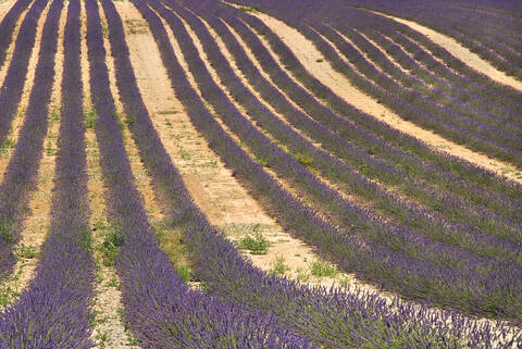Frankreich, Provence, Valensole, Lavendelfelder, lizenzfreies Stockfoto