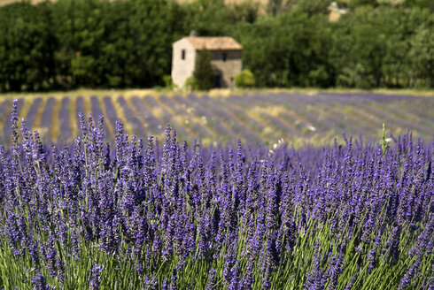 Frankreich, Provence, Auribeau, Lavendelfelder, Steinhaus im Hintergrund - PSF00224
