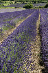 Frankreich, Provence, Auribeau, Lavendelfelder - PSF00223