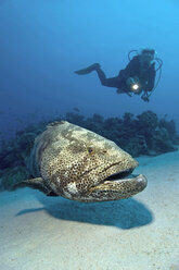Egypt, Red Sea, Scuba diver and Malabar grouper (Epinephelus malabaricus) - GNF01156