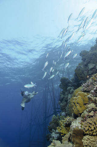 Egypt, Red Sea, Snorkler and Red sea fusilier (Caesio suevica) stock photo