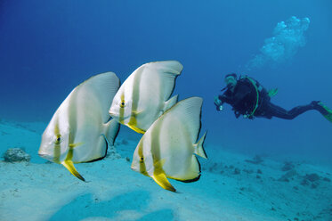 Egypt, Red Sea, Scuba diver with Circular batfish (Platax orbicularis) - GNF01152