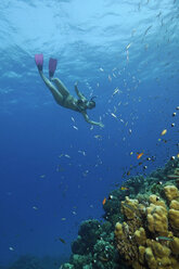 Egypt, Red Sea, Hamata, Woman snorkeling next to coral reef - GNF01151