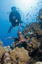 Ägypten, Rotes Meer, Gerätetaucher und Rotfeuerfisch (Pterois volitans) - GNF01150