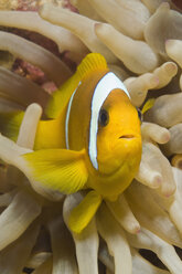 Ägypten, Rotes Meer, Rotmeer-Anemonenfisch (Amphiprion bicinctus) - GNF01144