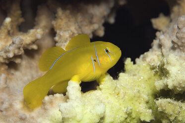 Ägypten, Rotes Meer, Zitronenkorallengrundel (Gobiodon citrinus) - GNF01139