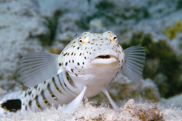 Ägypten, Rotes Meer, Gefleckter Sandbarsch (Parapercis hexophthalma), Nahaufnahme - GNF01137