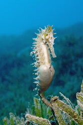 Ägypten, Rotes Meer, Stacheliges Seepferdchen (Hippocampus jayakari) - GNF01131