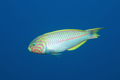 Ägypten, Rotes Meer, Rotes Meer Klunzinger-Lippfisch (Thalassoma klunzingeri) - GNF01129