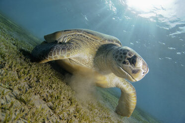 Egypt, Red Sea, Green sea turtle (Chelonia mydas) - GNF01127