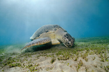 Egypt, Red Sea, Green sea turtle (Chelonia mydas) - GNF01126