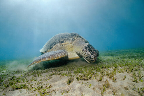 Ägypten, Rotes Meer, Grüne Meeresschildkröte (Chelonia mydas) - GNF01126