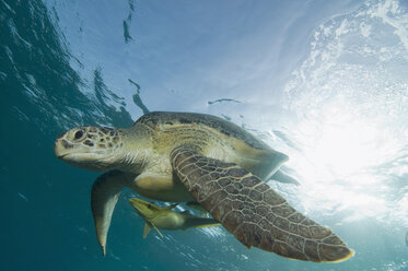 Ägypten, Rotes Meer, Grüne Meeresschildkröte (Chelonia mydas) und Pilotfisch (Naucrates ductor) - GNF01125