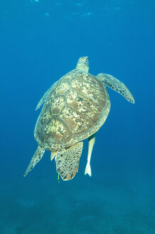 Ägypten, Rotes Meer, Grüne Meeresschildkröte (Chelonia mydas) - GNF01124