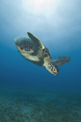 Egypt, Red Sea, Green sea turtle (Chelonia mydas) - GNF01122