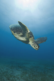 Ägypten, Rotes Meer, Grüne Meeresschildkröte (Chelonia mydas) - GNF01122