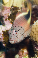 Ägypten, Rotes Meer, Forster-Habichtfisch (Paracirrhites forsteri) Nahaufnahme - GNF01121