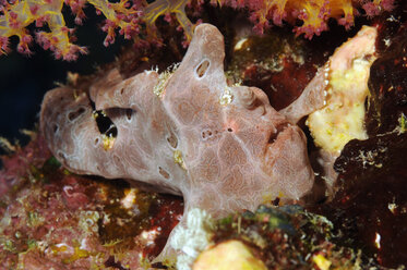 Ägypten, Rotes Meer, Punktierter Seeteufel (Antennarius pictus) - GNF01120