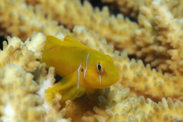 Ägypten, Rotes Meer, Zitronengrundel (Gobiodon citrinus) - GNF01119