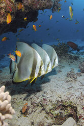 Egypt, Red Sea, Circular batfish (Platax orbicularis) - GNF01118