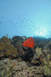 Ägypten, Rotes Meer, Gewöhnlicher Großaugenfisch (Priacanthus hamrur) - GNF01117