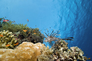 Ägypten, Rotes Meer, Rotfeuerfisch (Pterois volitans) und Korallenzackenbarsch (Cephalopholis miniatus) - GNF01108