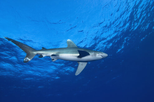 Ägypten, Rotes Meer, Ozeanischer Weißspitzen-Hochseehai (Carcharhinus longimanus) - GNF01106