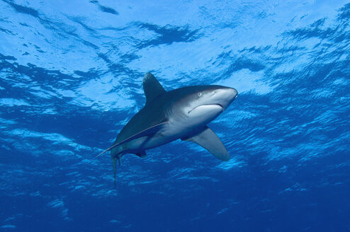 Ägypten, Rotes Meer, Ozeanischer Weißspitzen-Hochseehai (Carcharhinus longimanus) - GNF01105