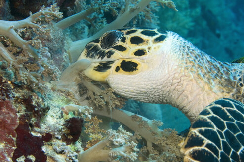 Ägypten, Rotes Meer, Echte Karettschildkröte (Eretmochelys imbricata) frisst Weichkorallen, Nahaufnahme - GNF01104